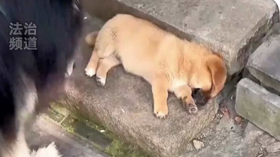 小黄狗正在熟睡中 下一秒魂都要被吓出来了（w）