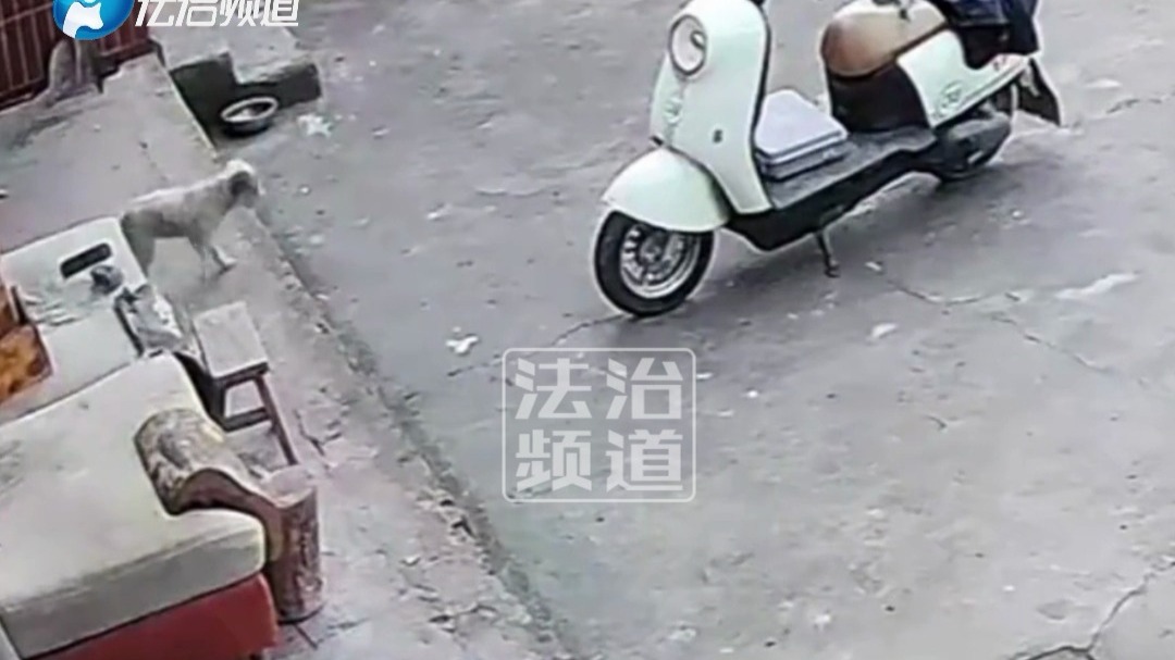 男子用马蜂酿酒 结果马蜂飞出来了 家里狗子遭老罪了