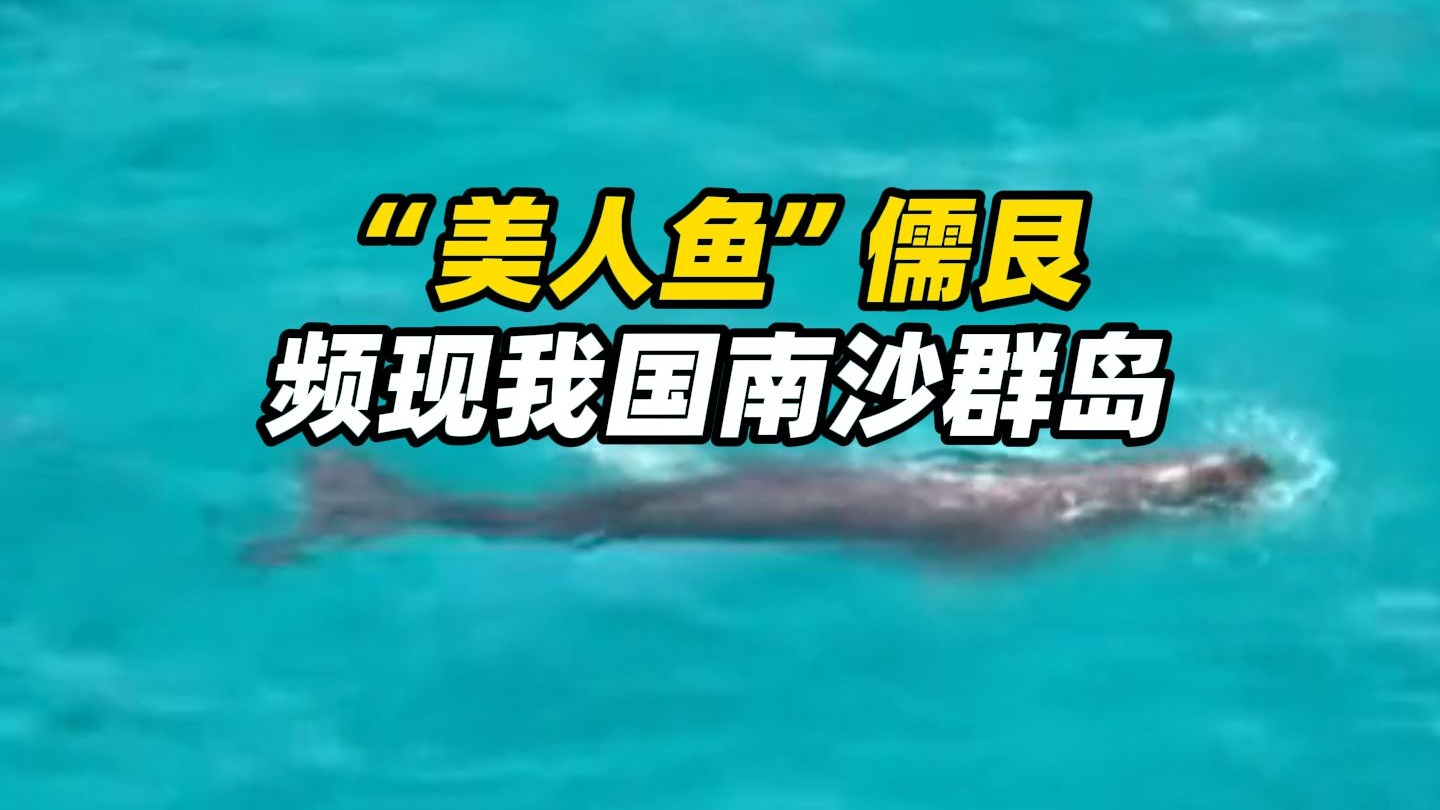 “美人鱼”儒艮，频现我国南沙群岛，曾在2022年被宣布在中国大陆
