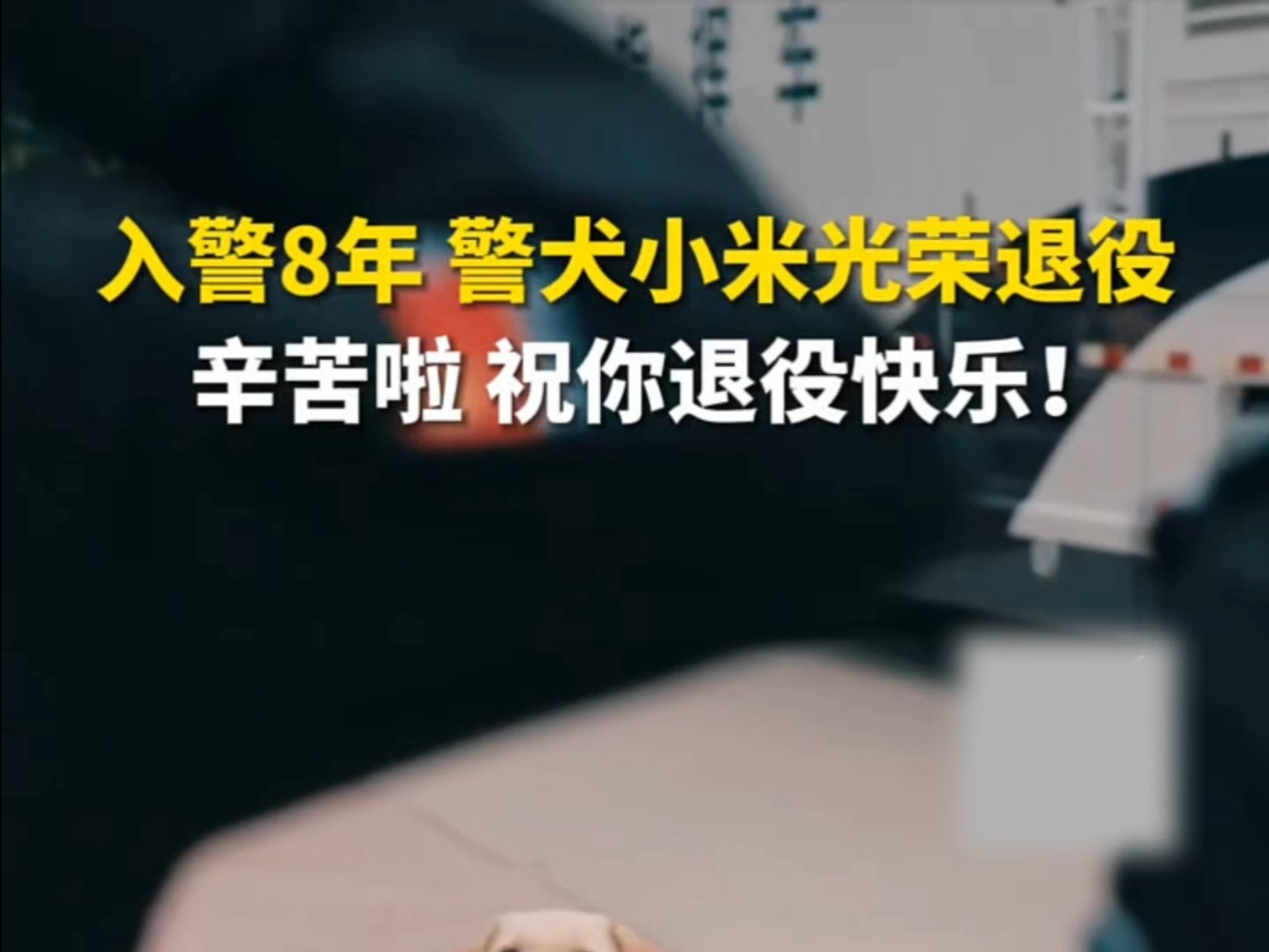 入警8年，警犬小米光荣退役，辛苦啦，祝你退役快乐～