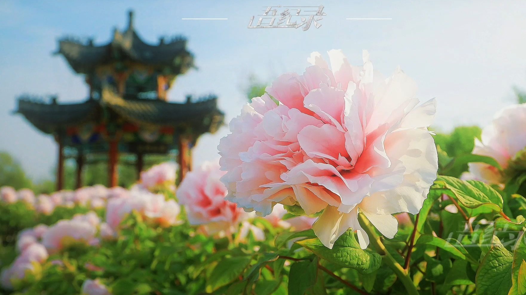 “春天到了，花都开好了”