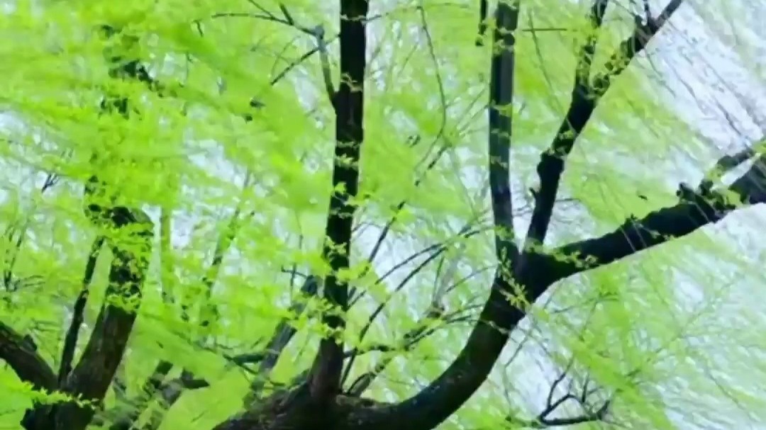 三月西湖畔柳枝随风飘荡，“万条垂下绿丝绦”有画面了！