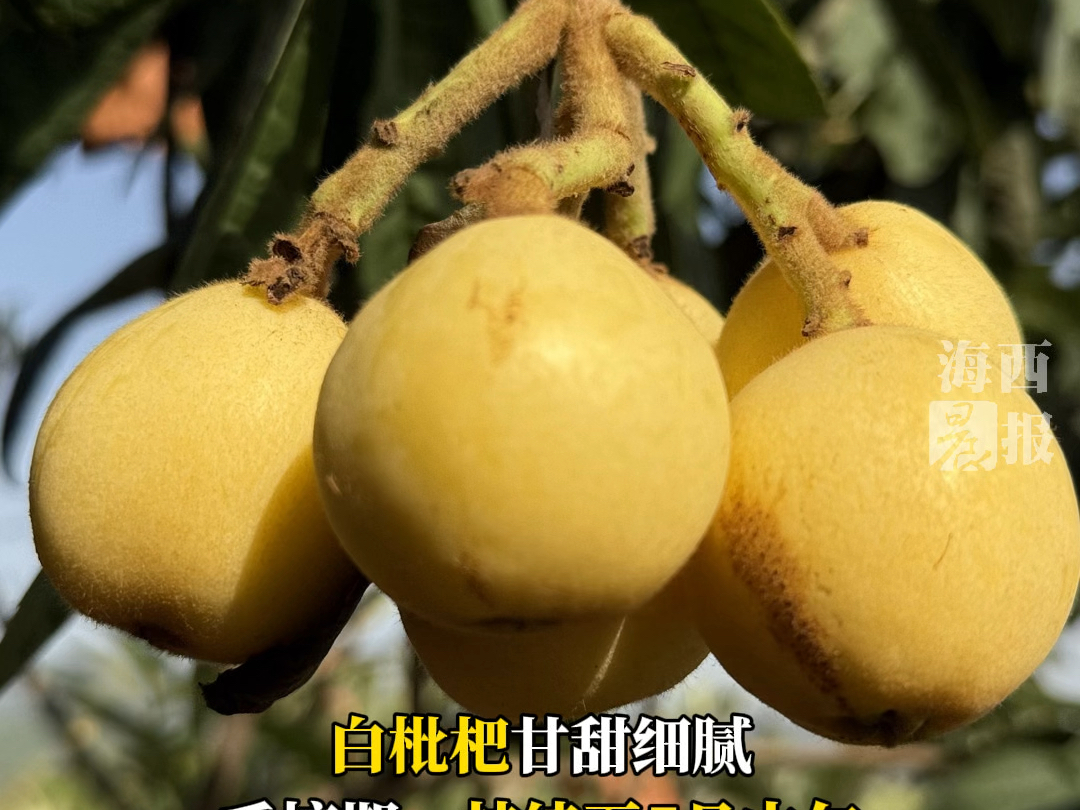 熟了熟了！跟着春光采摘去！