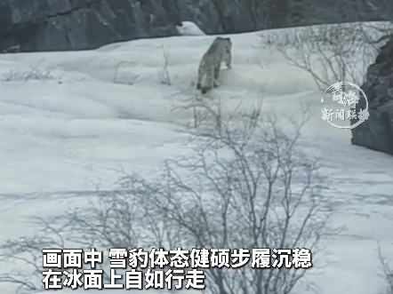 网友手机直拍！雪豹在冰面上悠闲踱步