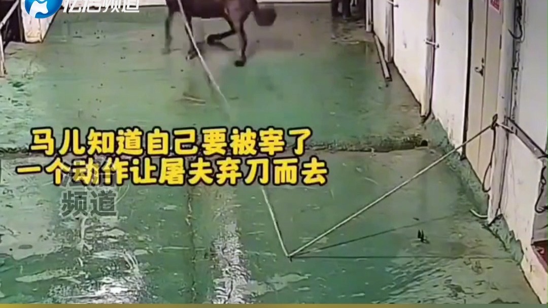 即将被杀的马儿向屠夫下跪求饶 让人不忍直视 网友：它有灵性了