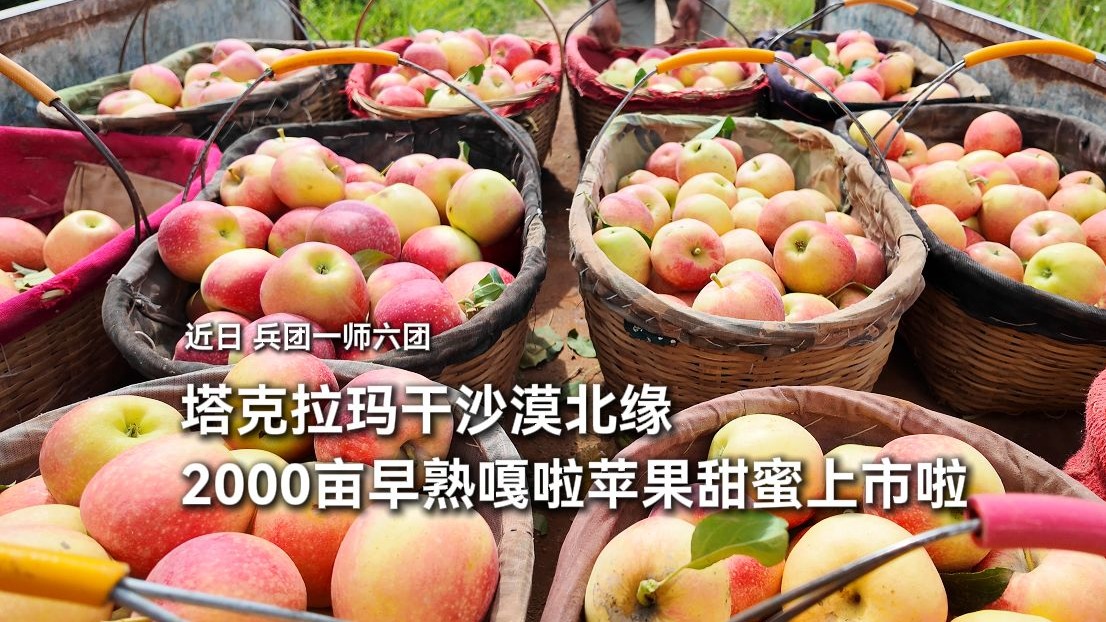 近日，兵团一师六团2000亩早熟嘎啦苹果甜蜜上市啦！