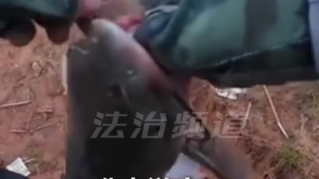 钓鱼佬钓到一条叉尾鮰鱼 鱼的叫声酷似人在说话 “放我回去吧