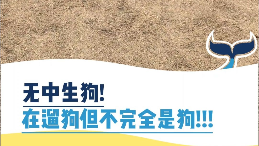 无中生狗！在遛狗但不完全是狗！！！