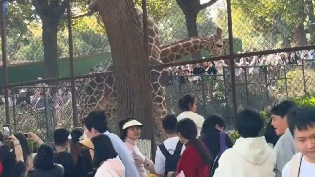 长颈鹿：都不白来噢~