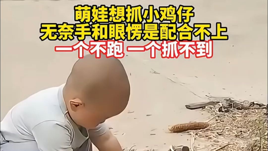 萌娃想抓小鸡仔 无奈手和眼愣是配合不上