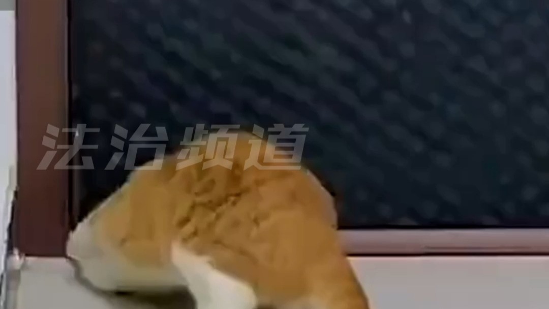 小猫咪居然有两副面孔 人前夹子音 人后大烟嗓