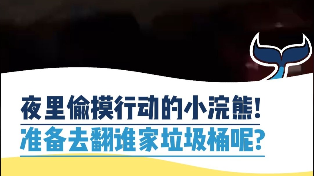 夜里偷摸行动的小浣熊，准备去翻谁家的垃圾桶啊？