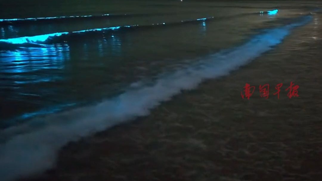 你失约的“蓝眼泪”，我在防城港帮你看了！