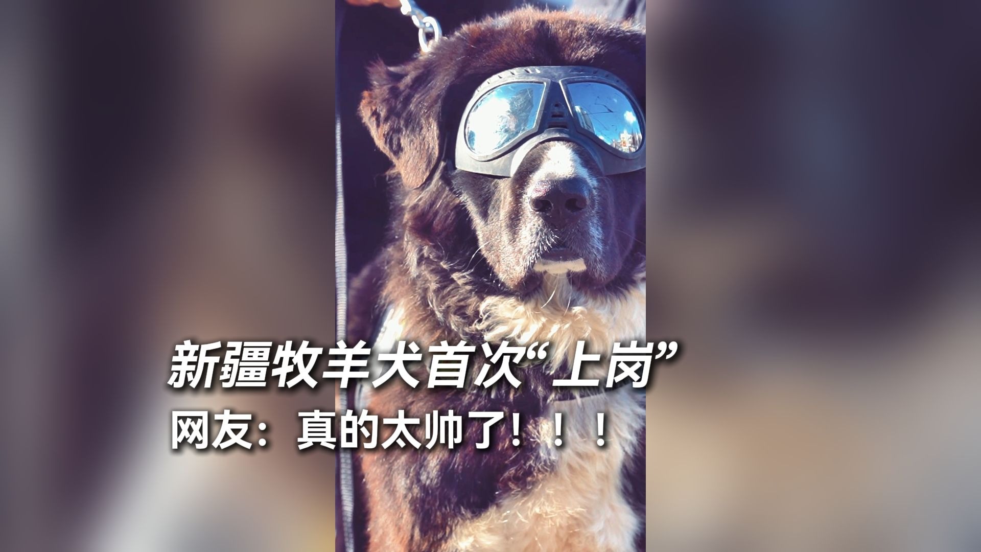 新疆牧羊犬首次“上岗” 网友：真的太帅了！！！