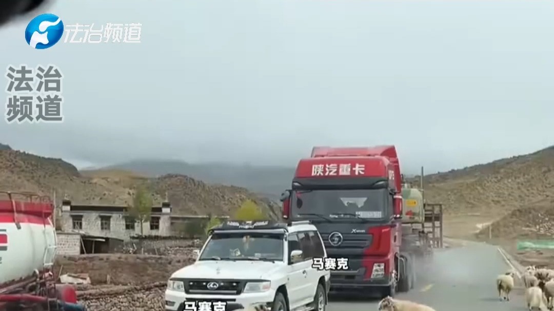 两只羊在路上相互顶撞 网友：头真铁