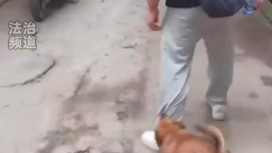 男生不小心把狗狗的饭碗踢翻 气得小狗追了一路