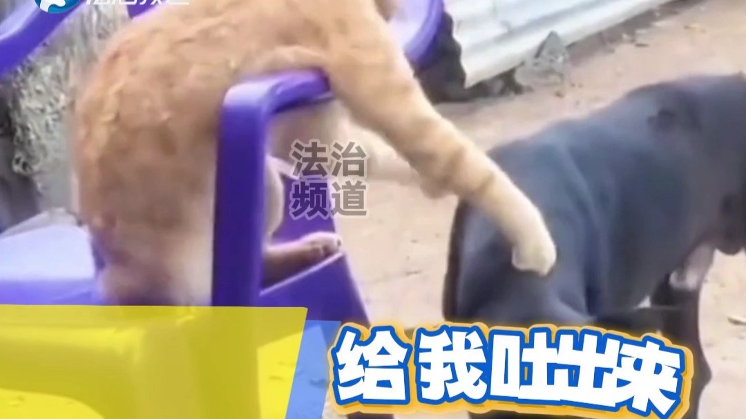 狗狗偷吃小猫食物挨了猫猫一顿打网友：给猫猫急死了