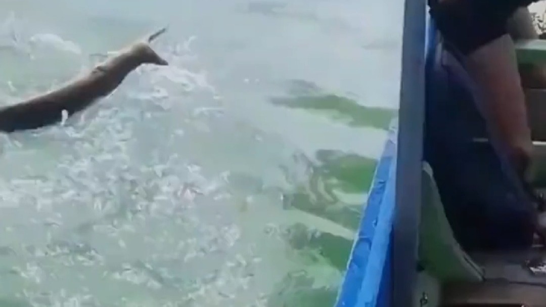 男子海上意外捕获大鱼  却用刀砍断鱼钩将其放生