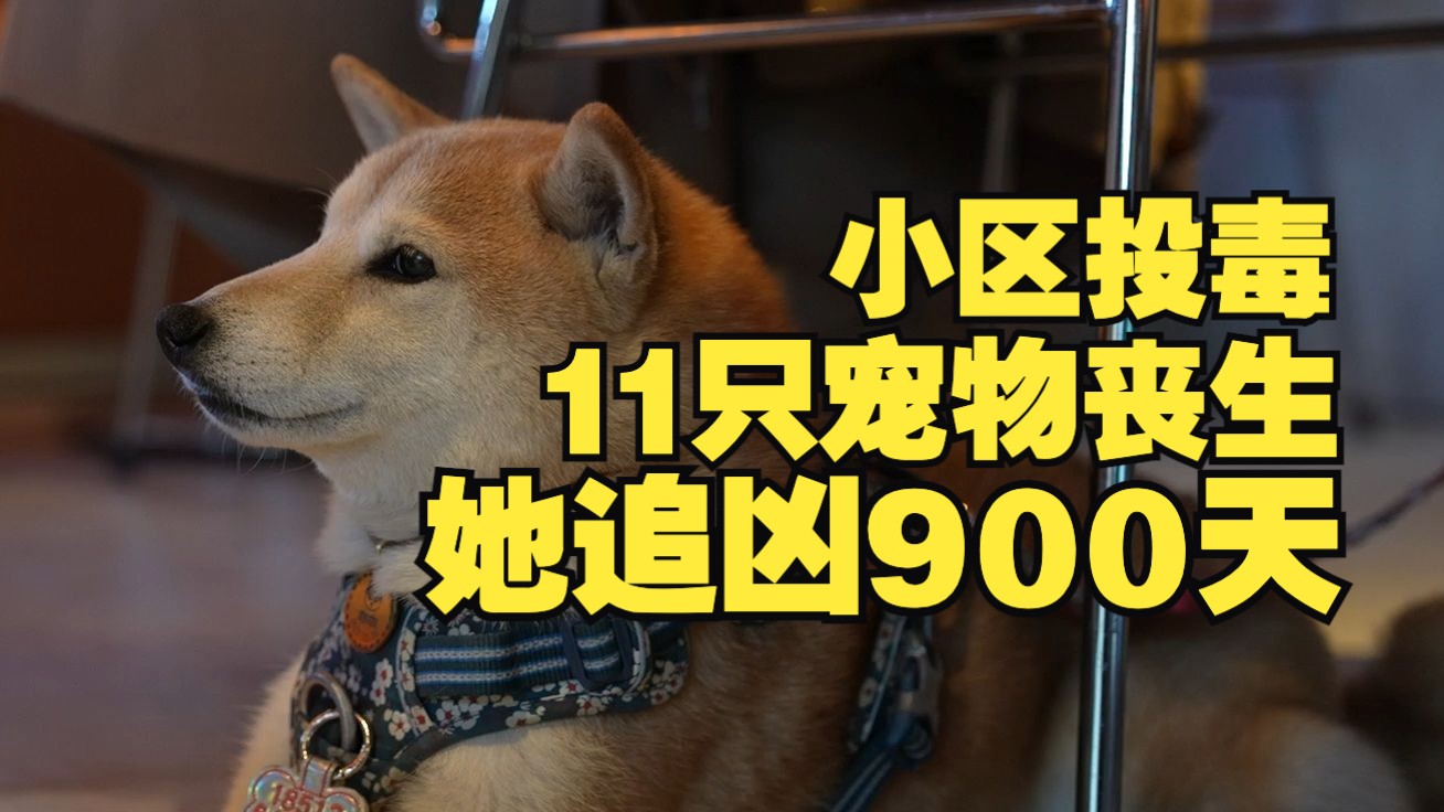 900天，她在为中毒身亡的爱犬等一个公道