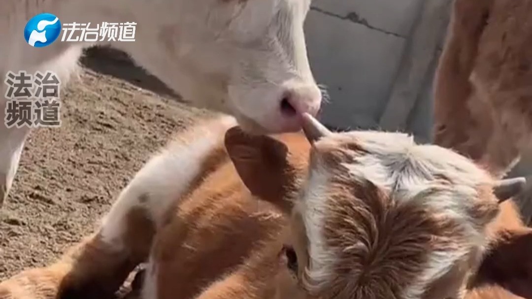 牛借另一只牛的角“掏鼻孔” 牛：讨厌没有边界感的朋友