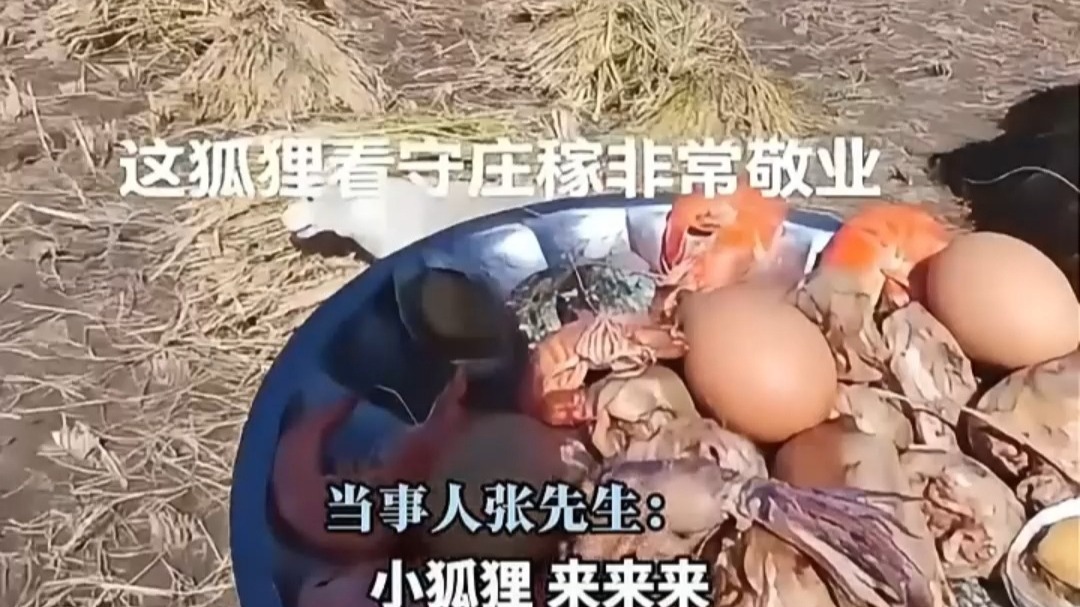 狐狸会报恩 男子十年前救下一只白狐 如今它带着一群伙伴看护 狐狸会报恩 男子十年前救下一只白狐 如今它带着一群伙伴看护