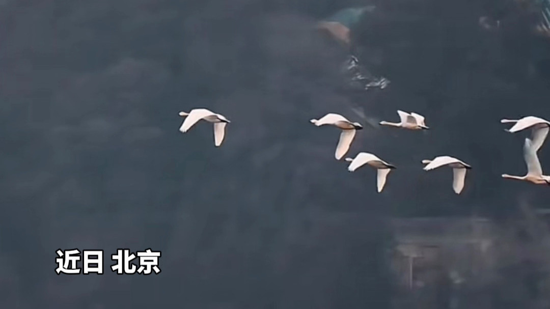 摄影博主拍下白天鹅与佛香阁同框