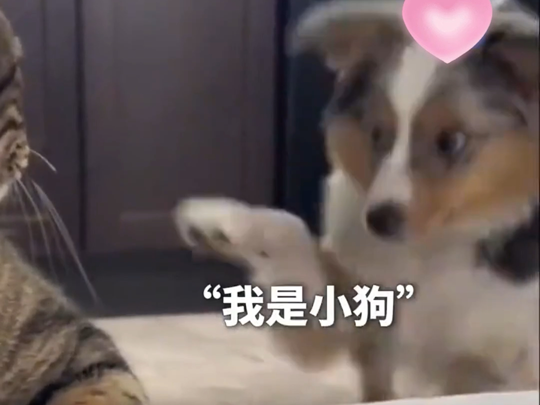 小狗第一次到小猫家里玩 想找猫咪 又害羞