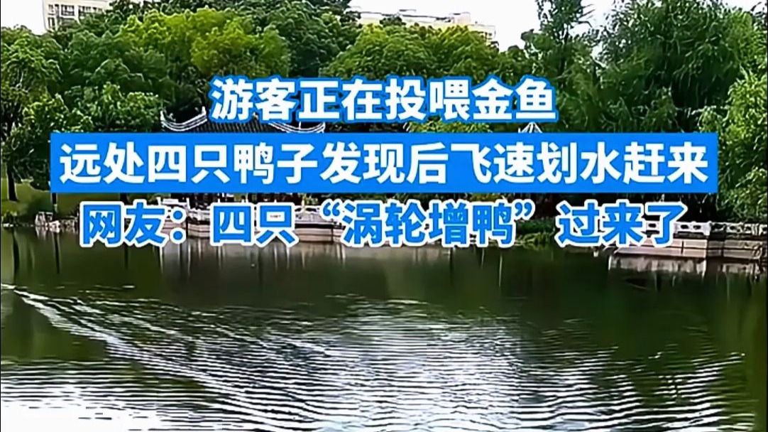 游客正在投喂金鱼，远处四只鸭子发现后飞速划水赶来，网友：四只“