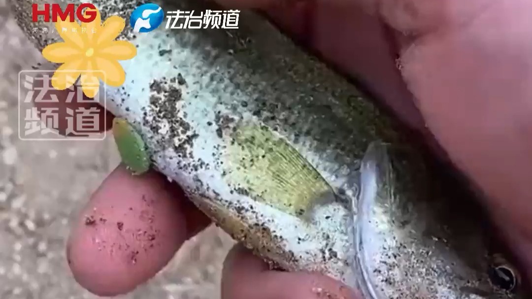 男子河边钓得一条小鱼 竟从小鱼身体拽出不明物