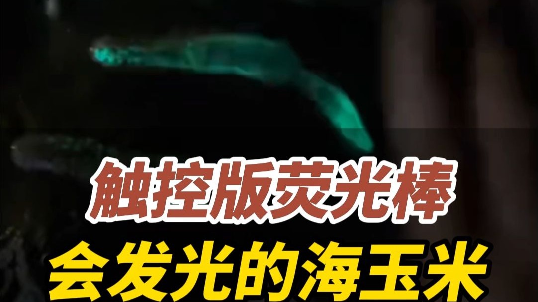 8月7日，山东威海。内蒙古游客捡到会发光的“海玉米”，软乎乎触