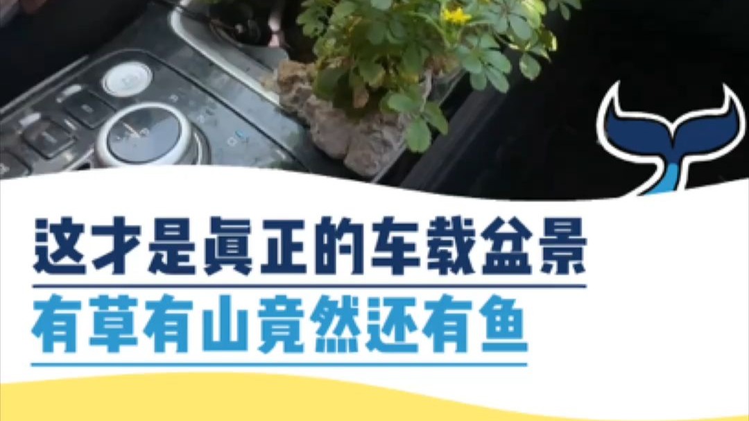 这才是真正的车载盆景，有草有山竟然还有鱼