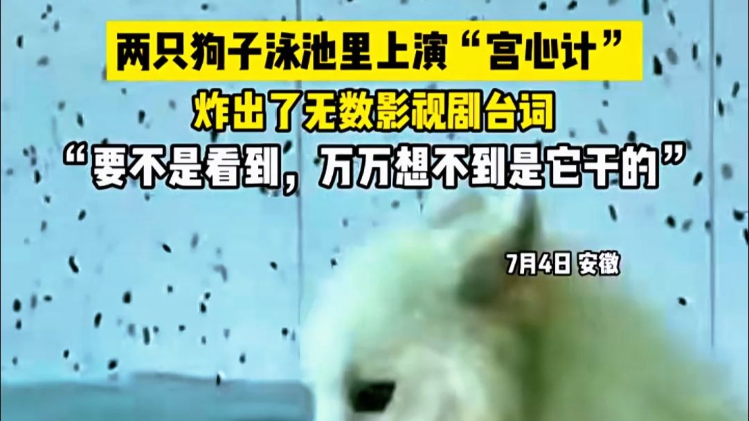 两只狗子泳池里上演“宫心计”，它是怎么想的？