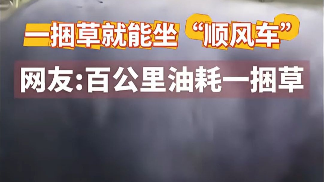 一捆草就能坐“顺风车” 网友:百公里油耗一捆草