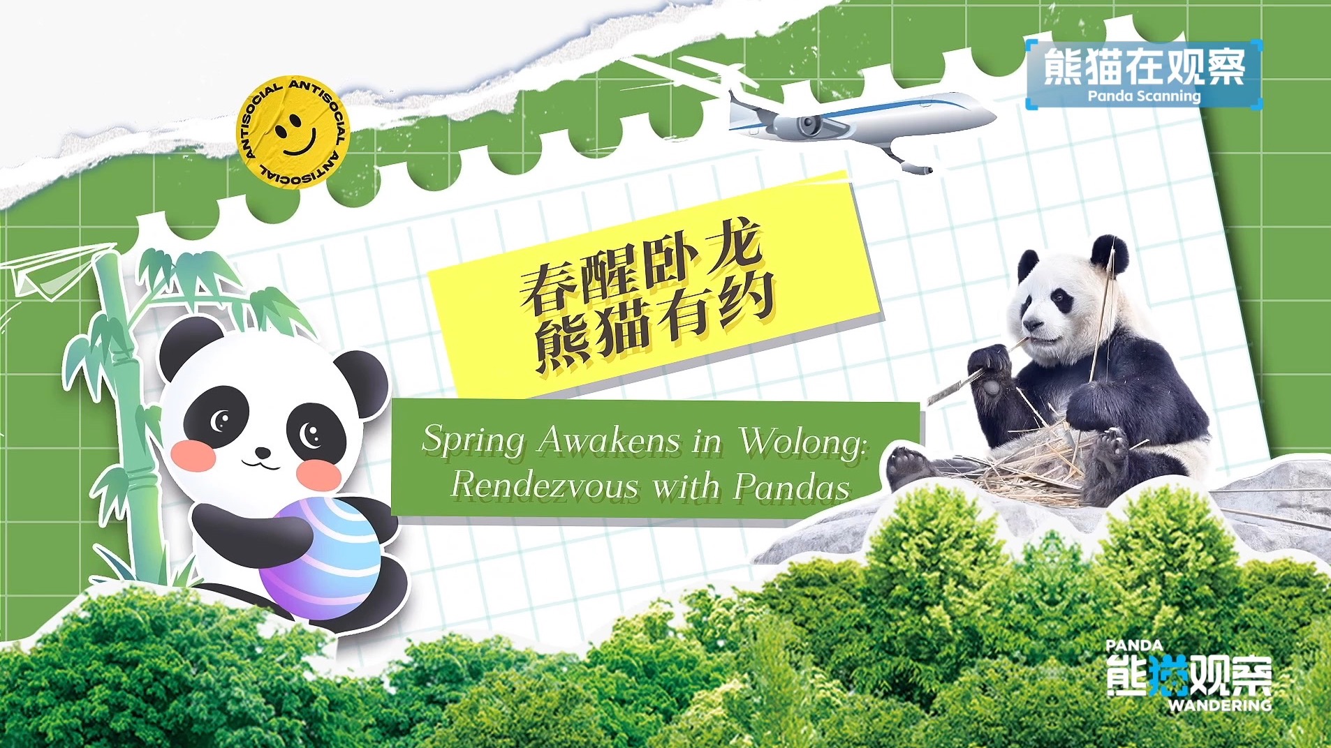 在卧龙神树坪近距离观察大熊猫，与黑白萌宝共赴一场春天的约会
