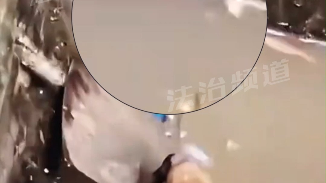 男子称在水中发现一条白鳝，用抹泥刀去捞是这颜色