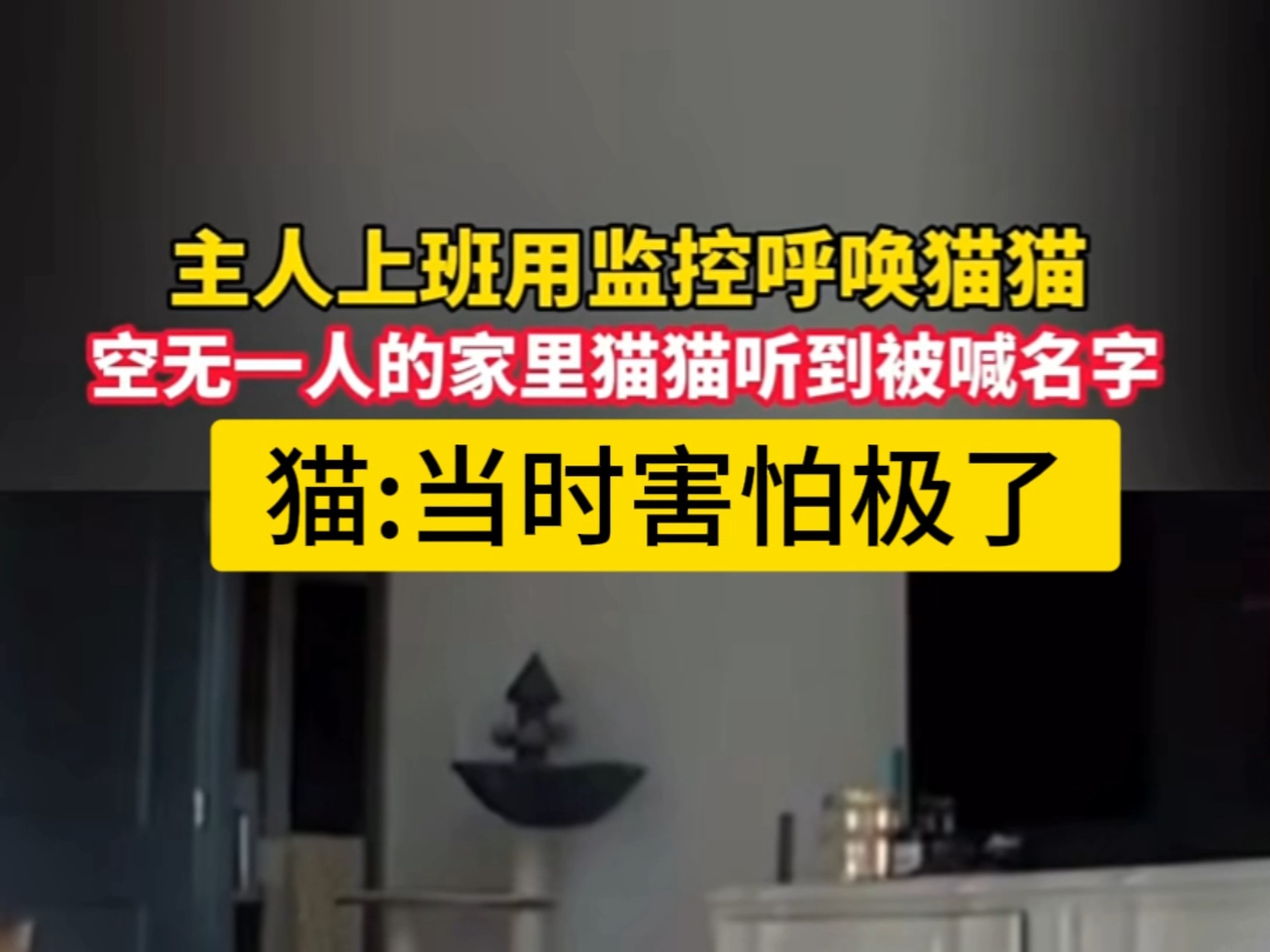 空无一人的家里 猫猫听到被喊名字 猫：当时害怕极了！