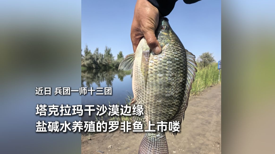 塔克拉玛干沙漠边缘盐碱水养殖的罗非鱼上市喽！