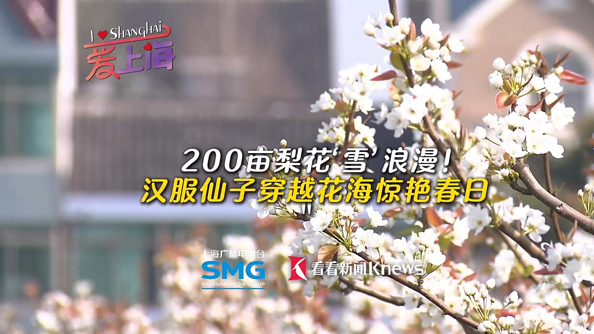 200亩梨花“雪”！浪漫汉服仙子穿越花海惊艳春日