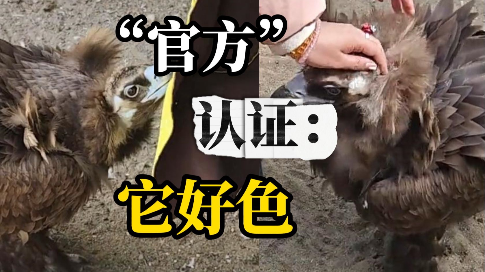唐山救助站一秃鹫被官方认证“喜欢看美女”，饲养员：它的“好色