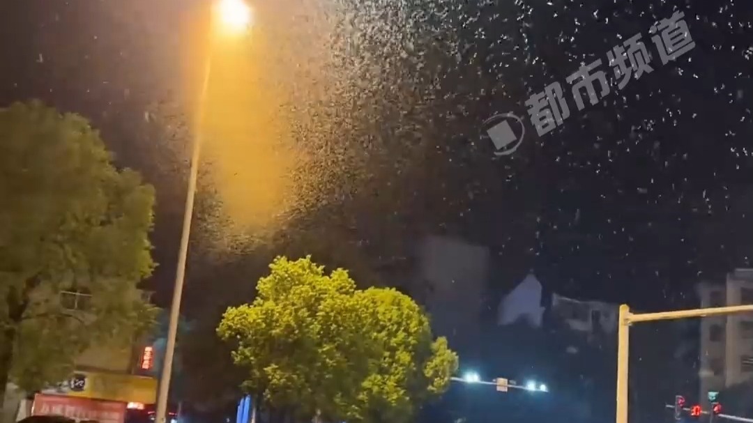 女子晚上散步 漫天蜉蝣飞向路灯，一只蜉蝣的生命只有短短几分