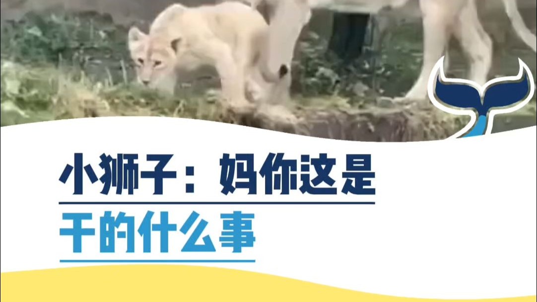 小狮子：妈你这是干的什么事儿