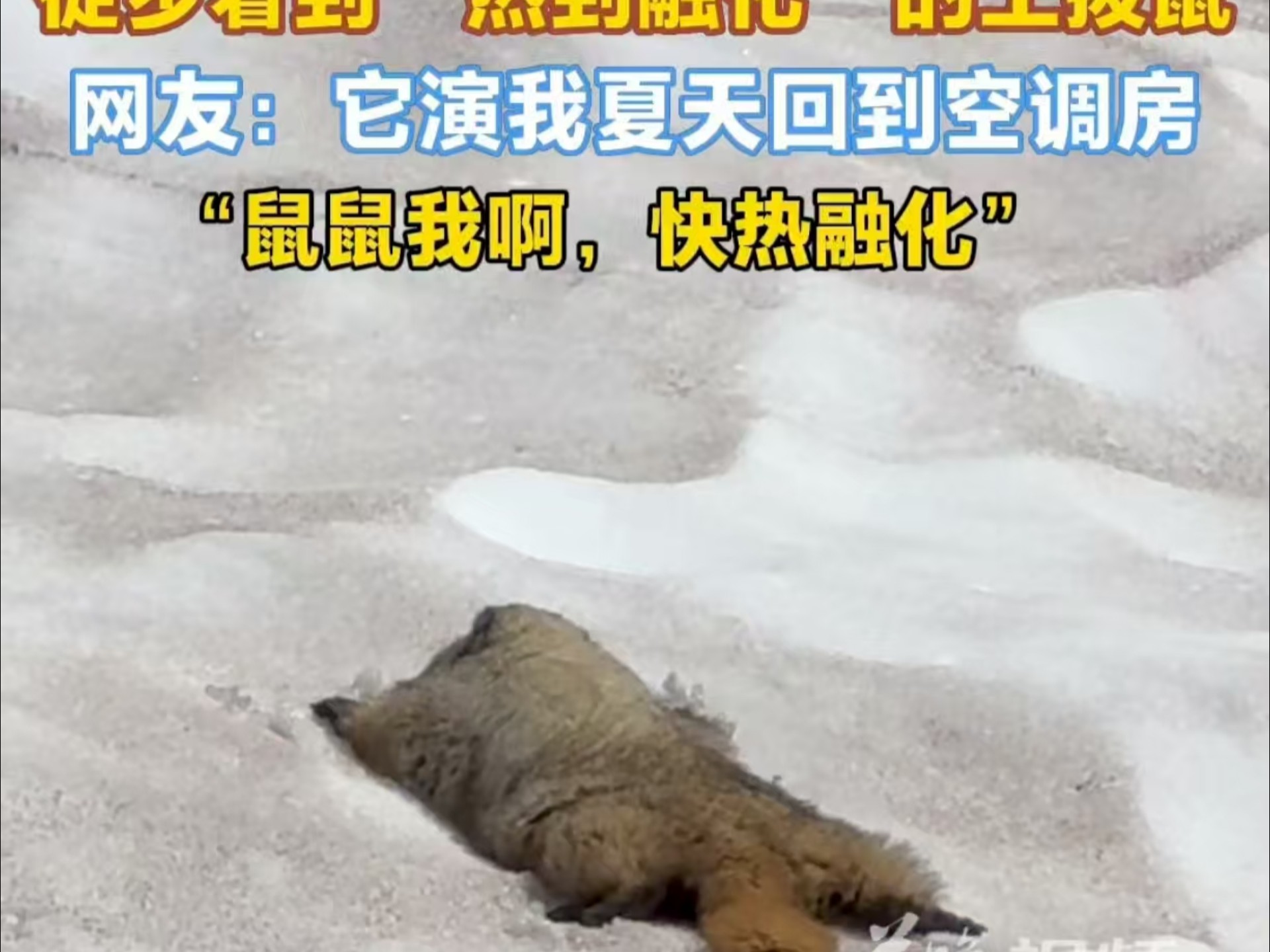 徒步看到瘫在雪地的土拨鼠 网友：“演我夏天回到空调房” “鼠