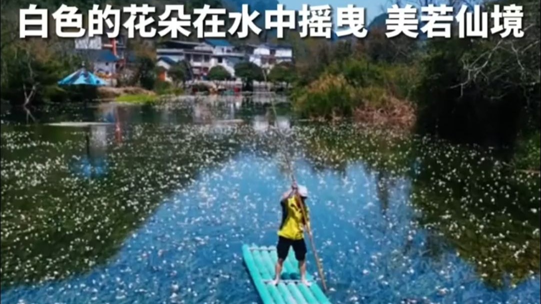 桂林有条会“开花”的河，白色的花朵在水中摇曳，美若仙境。  #