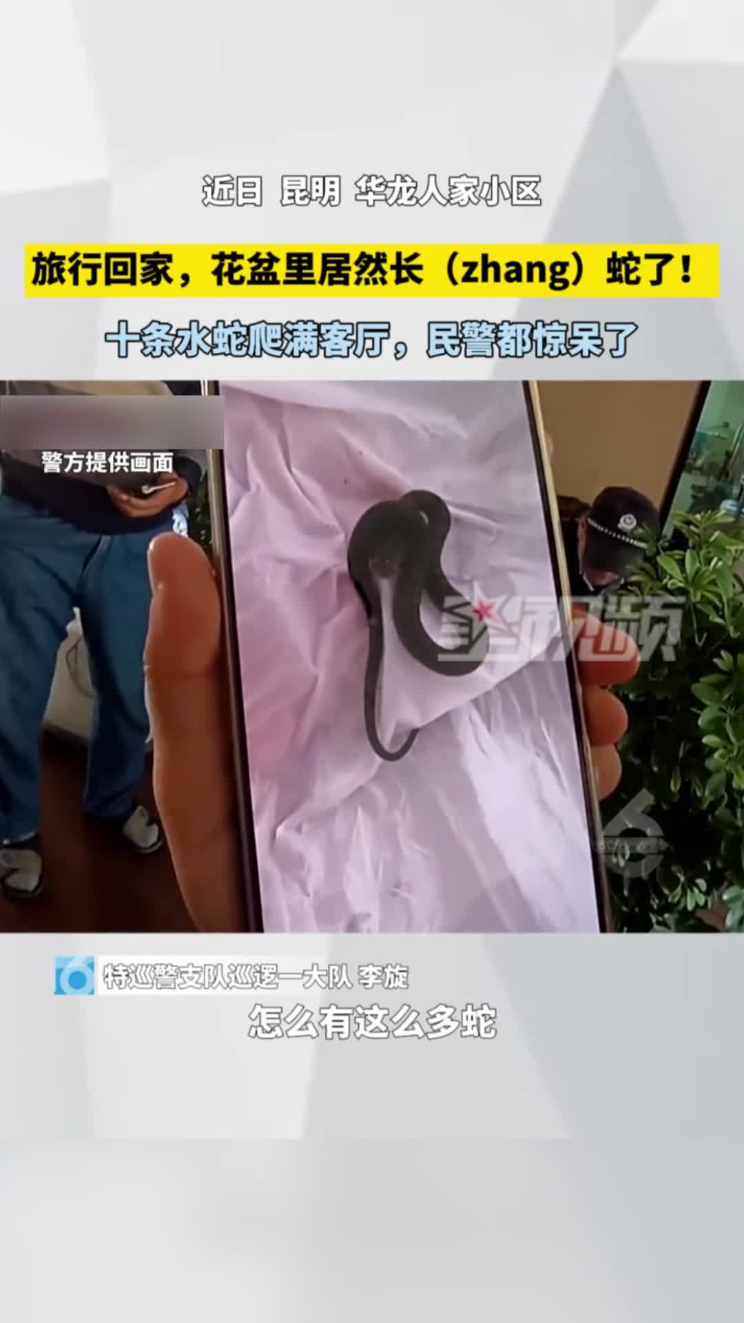 夫妻俩外出旅游后回家，一开门就看到客厅有多条小蛇，慌忙报警