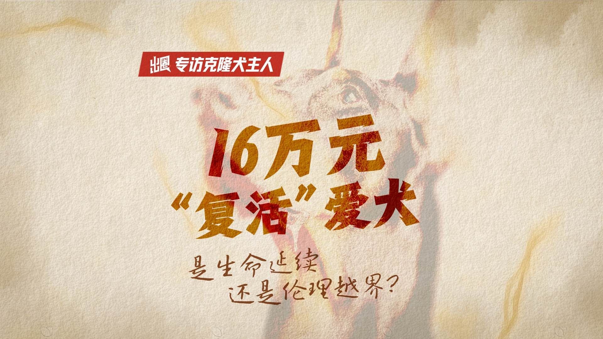 出圈｜专访克隆犬主人：16万元“复活” 爱犬 是生命延续还是伦理
