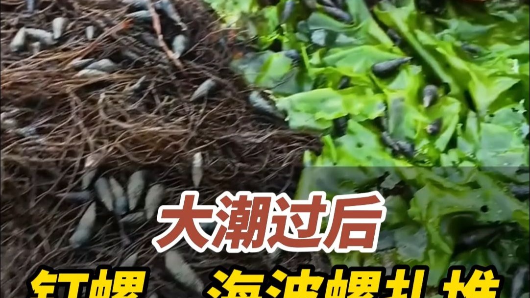 近日，山东威海。大潮退去“螺山螺海”！钉螺、海波螺密密麻麻随