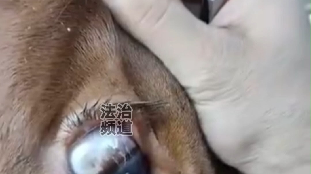 帮牛牛处理眼球异物 网友：能不能温柔点 牛哥眼球都凸出来了