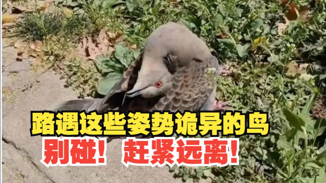路遇这些姿势诡异的鸟，别碰！赶紧远离！