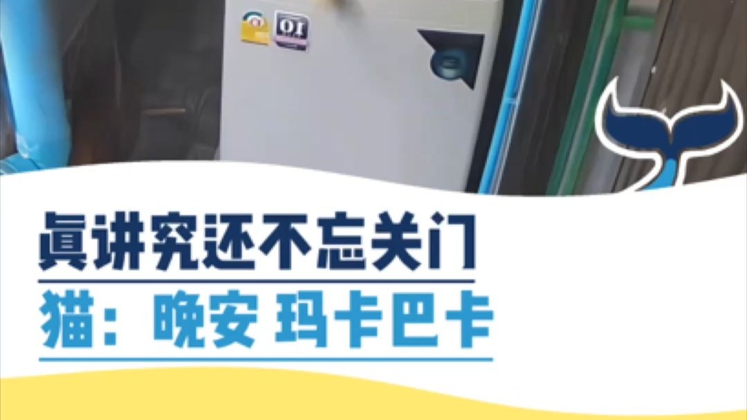 真讲究还不忘关门，猫：晚安，玛卡巴卡
