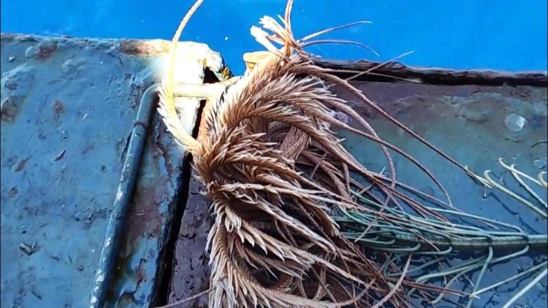 这是什么海底生物？竟然还会动！